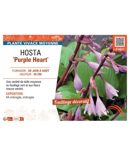 HOSTA PURPLE HEART