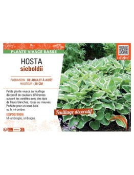 HOSTA SIEBOLDII