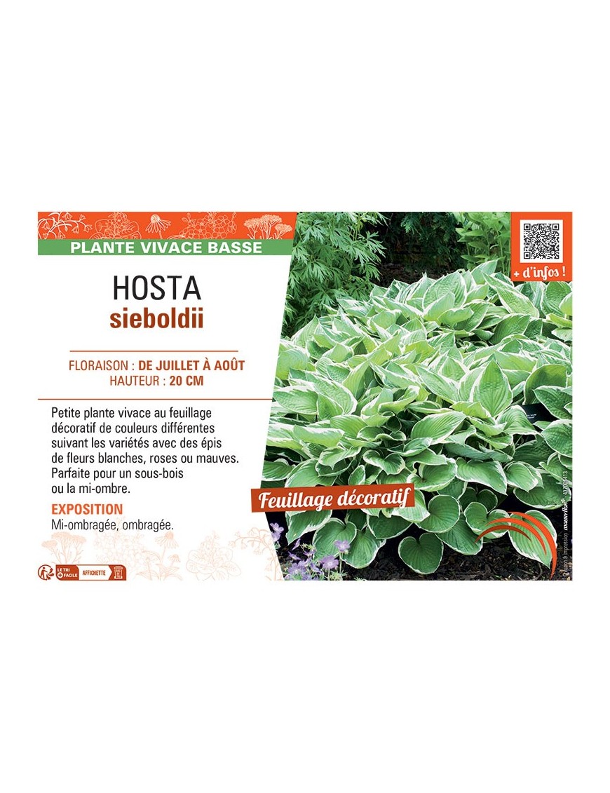 HOSTA SIEBOLDII