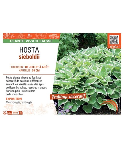 HOSTA SIEBOLDII