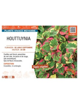 HOUTTUYNIA