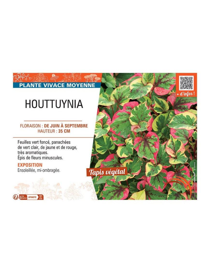 HOUTTUYNIA