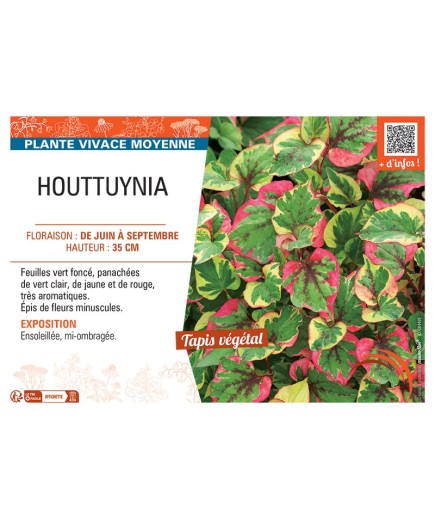 HOUTTUYNIA