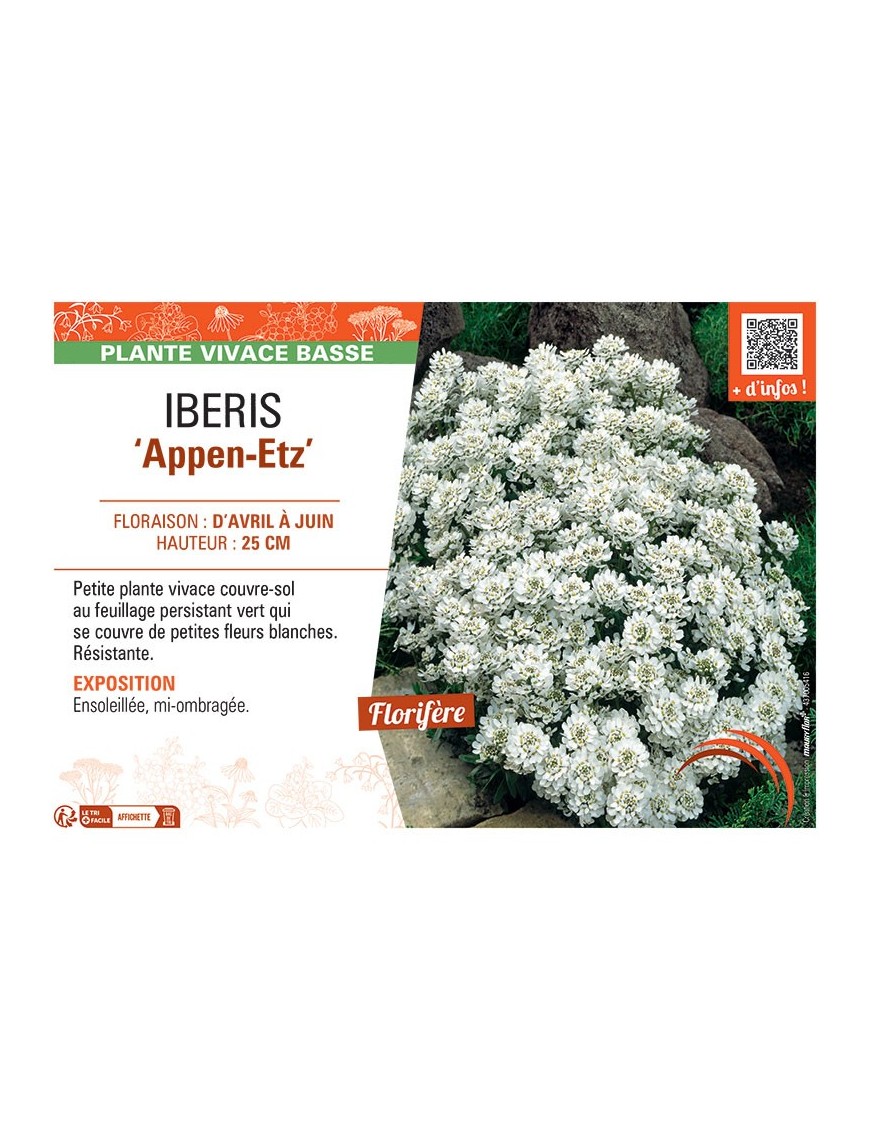 IBERIS APPEN-ETZ