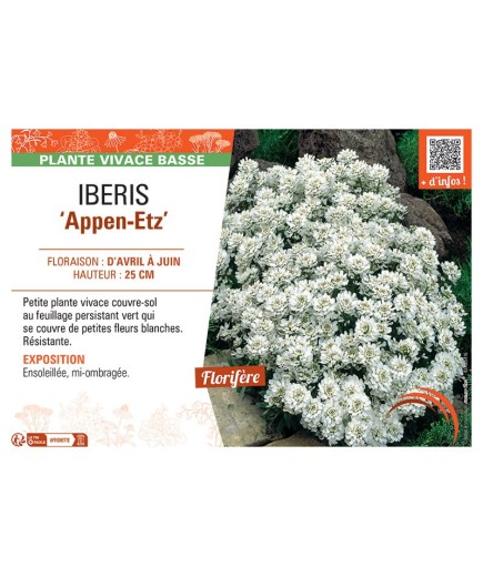 IBERIS APPEN-ETZ