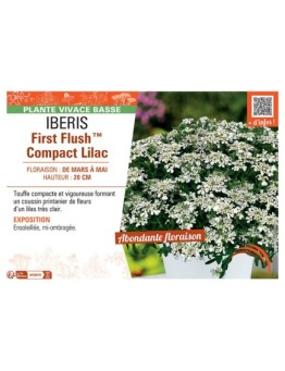 IBERIS FIRST FLUSH™ COMPACT LILAC