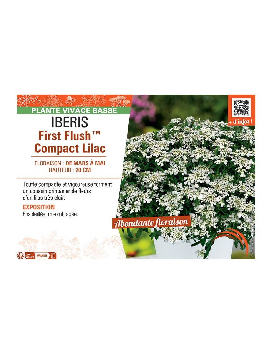IBERIS FIRST FLUSH™ COMPACT LILAC