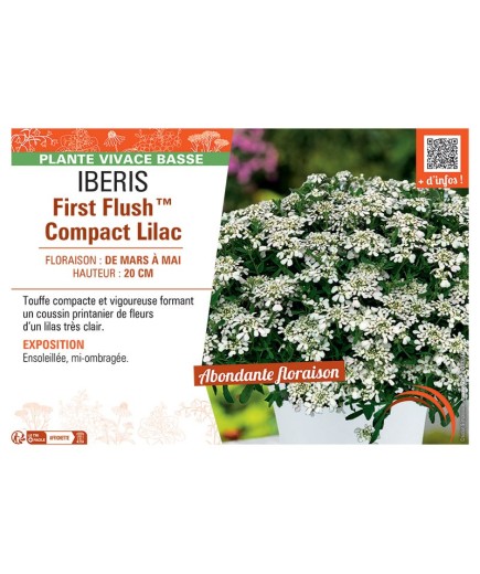 IBERIS FIRST FLUSH™ COMPACT LILAC