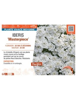 IBERIS MASTERPIECE