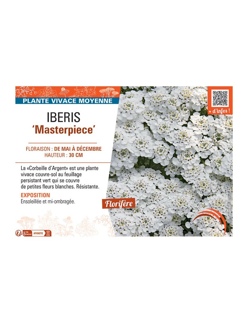 IBERIS MASTERPIECE