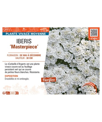 IBERIS MASTERPIECE