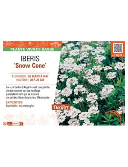 IBERIS SNOW CONE