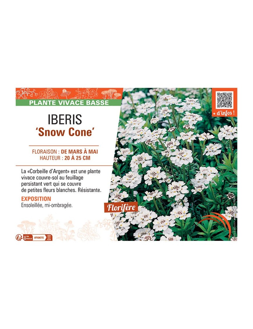 IBERIS SNOW CONE