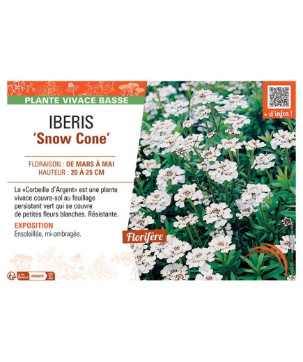 IBERIS SNOW CONE