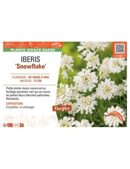 IBERIS SNOWFLAKE
