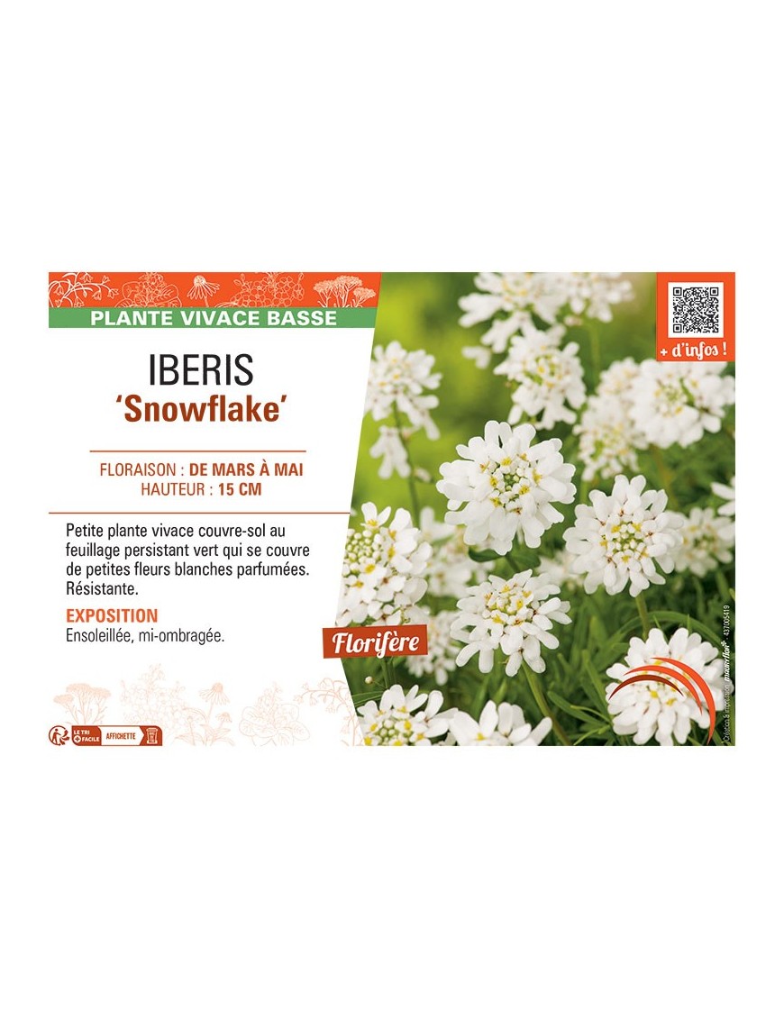 IBERIS SNOWFLAKE