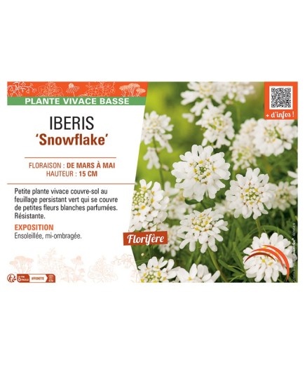 IBERIS SNOWFLAKE