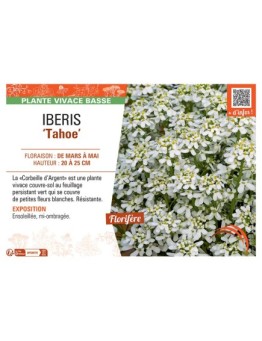 IBERIS TAHOE