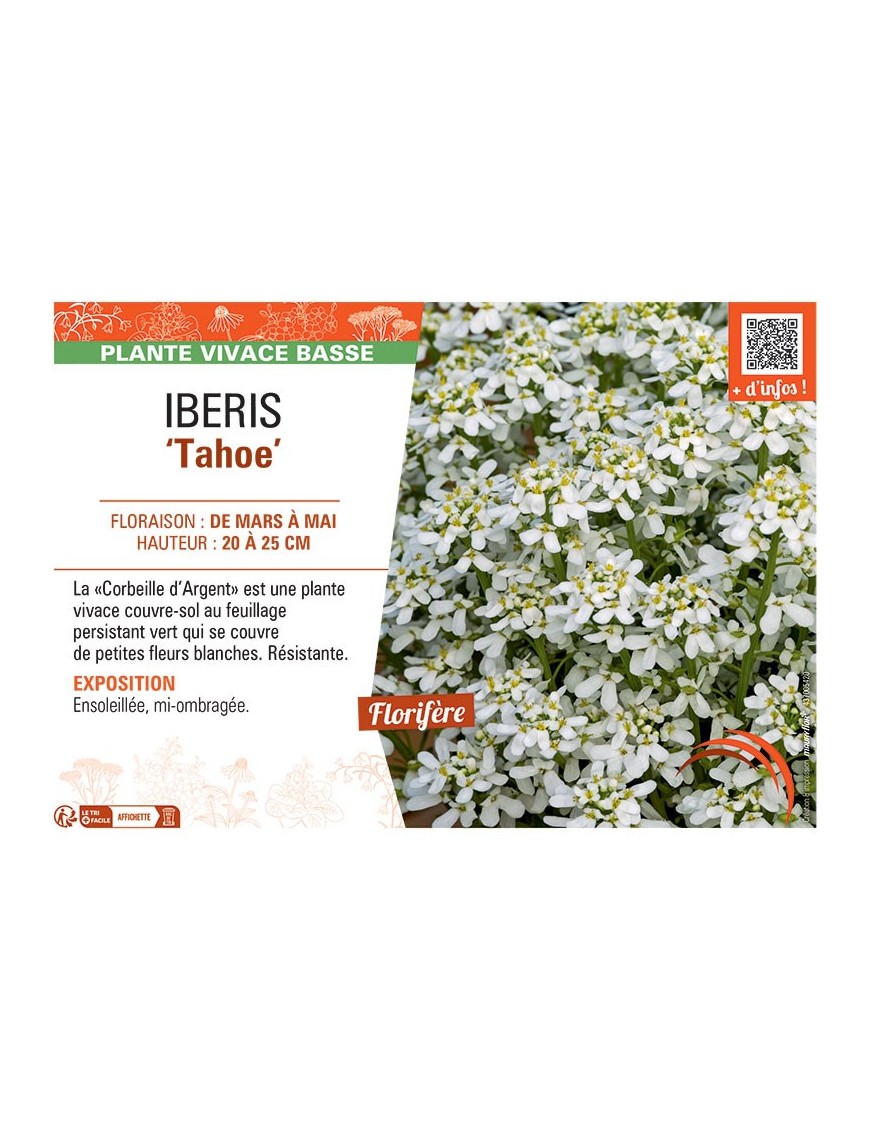 IBERIS TAHOE