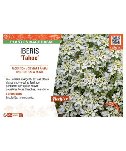 IBERIS TAHOE