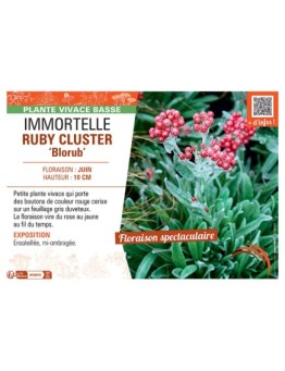 IMMORTELLE RUBY CLUSTER Blorub