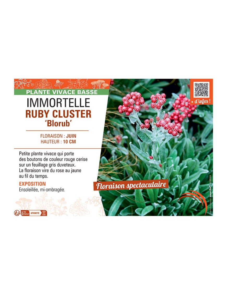 IMMORTELLE RUBY CLUSTER Blorub