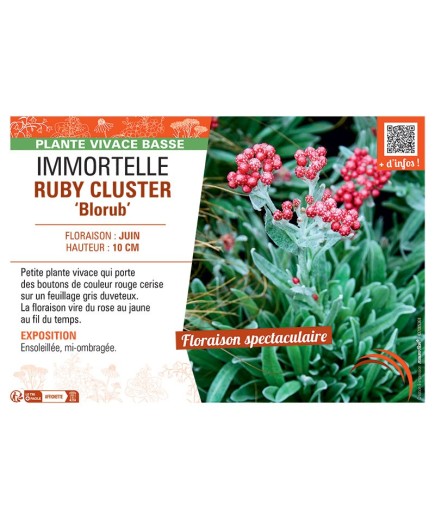 IMMORTELLE RUBY CLUSTER Blorub