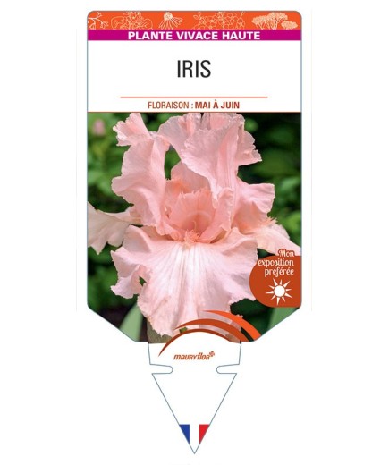 IRIS (germanica rose)