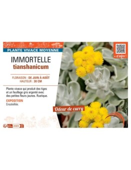 IMMORTELLE TIANSHANICUM