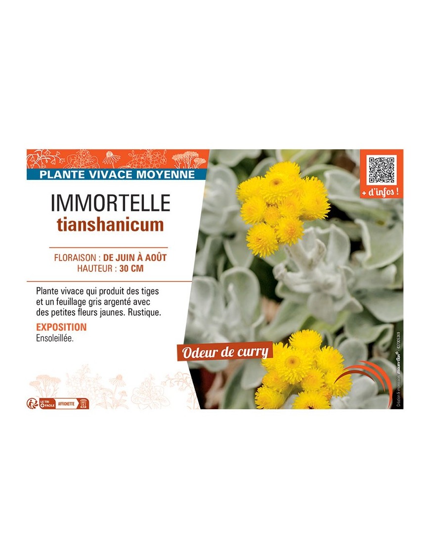 IMMORTELLE TIANSHANICUM
