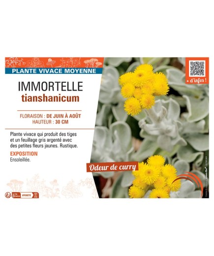 IMMORTELLE TIANSHANICUM