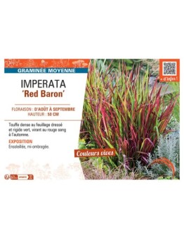 IMPERATA RED BARON