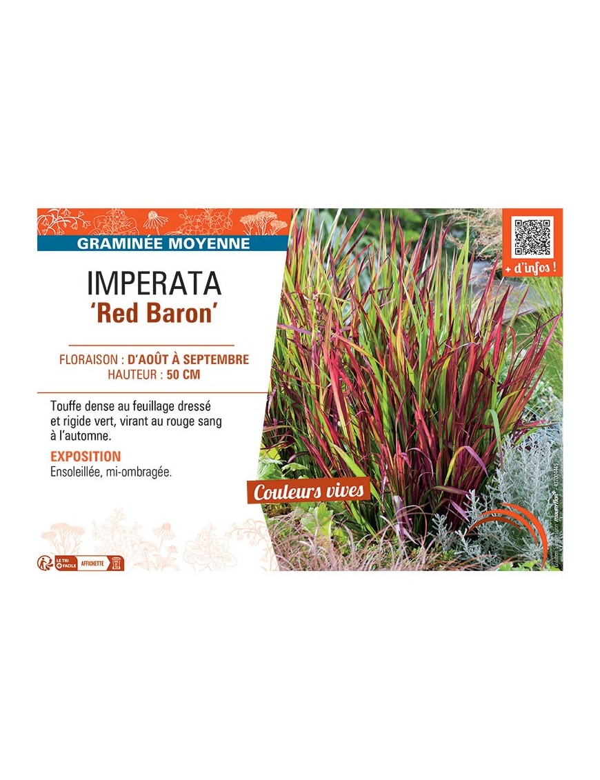IMPERATA RED BARON