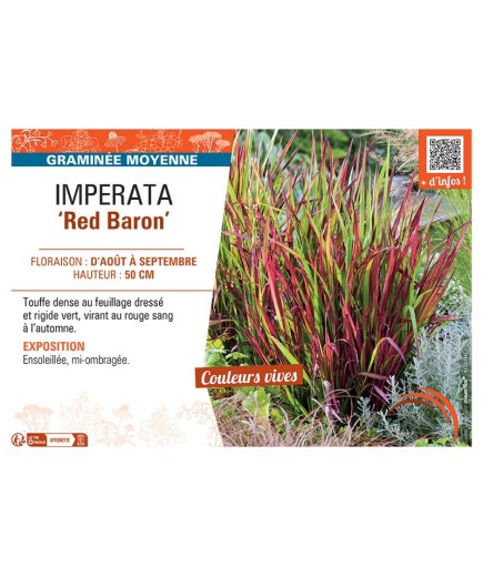IMPERATA RED BARON