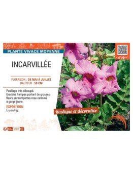 INCARVILEE