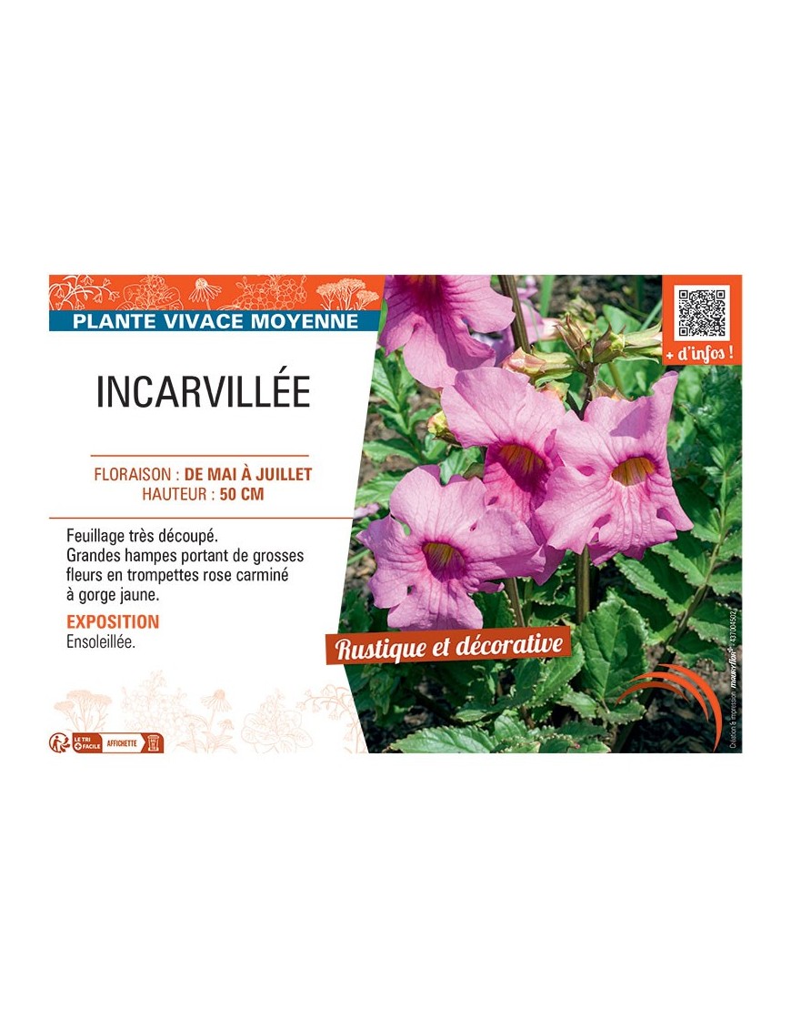 INCARVILEE