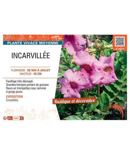 INCARVILEE