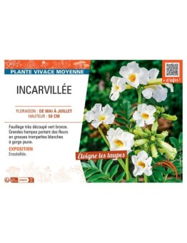 INCARVILLEE (blanc)