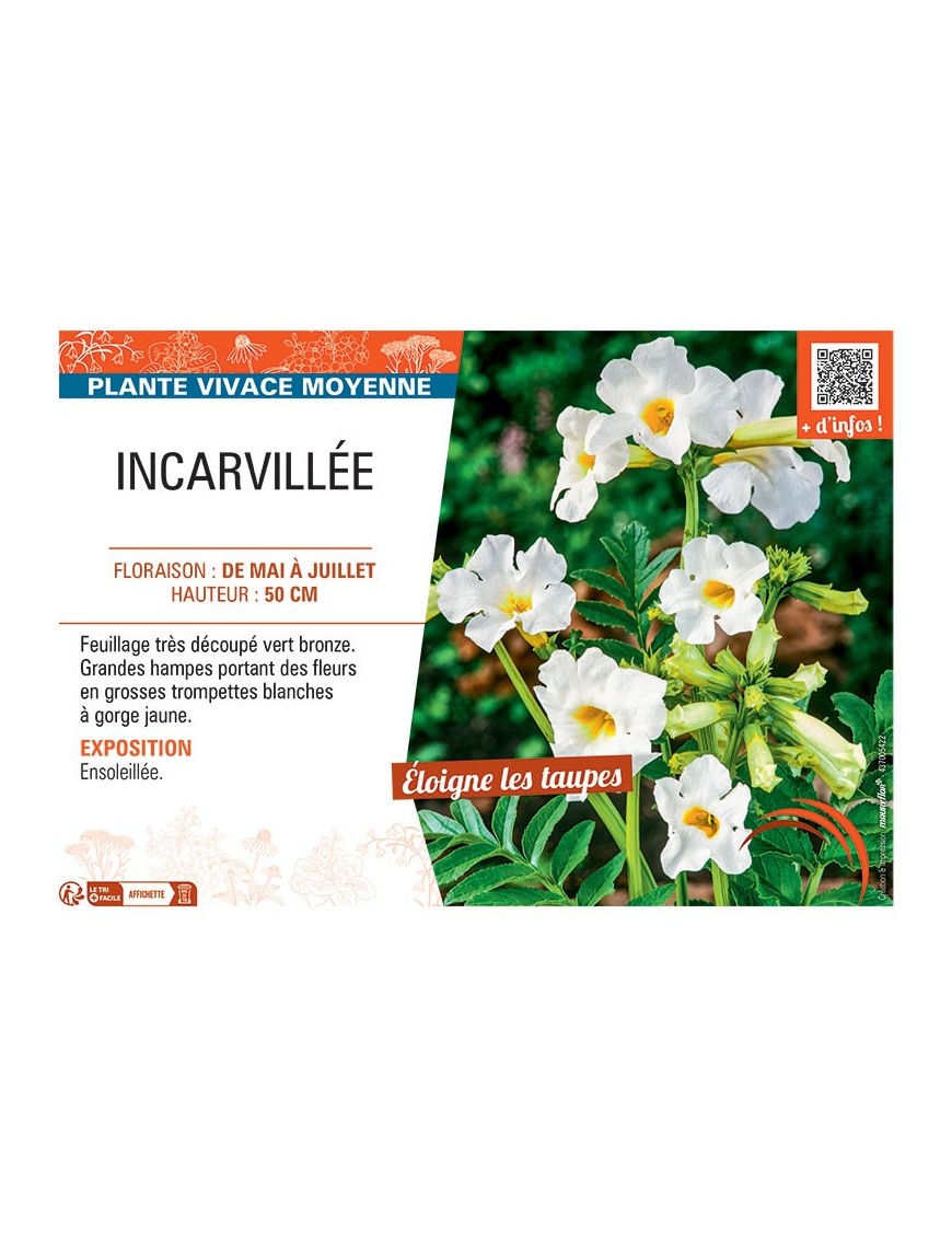 INCARVILLEE (blanc)