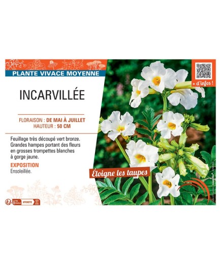 INCARVILLEE (blanc)