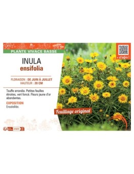 INULA ENSIFOLIA