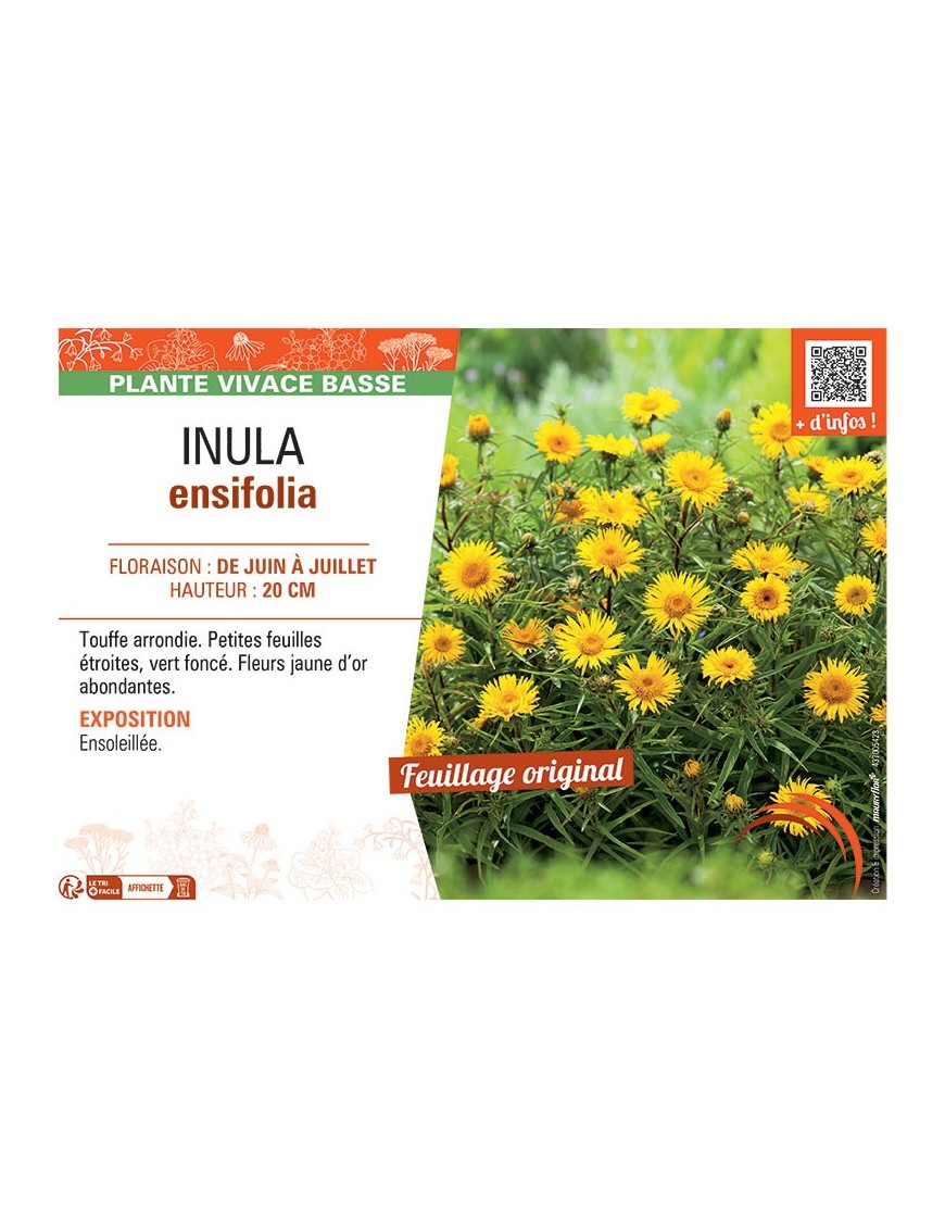 INULA ENSIFOLIA