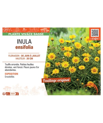 INULA ENSIFOLIA