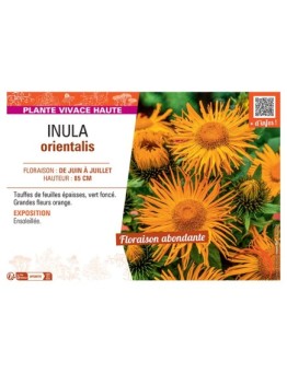 INULA ORIENTALIS