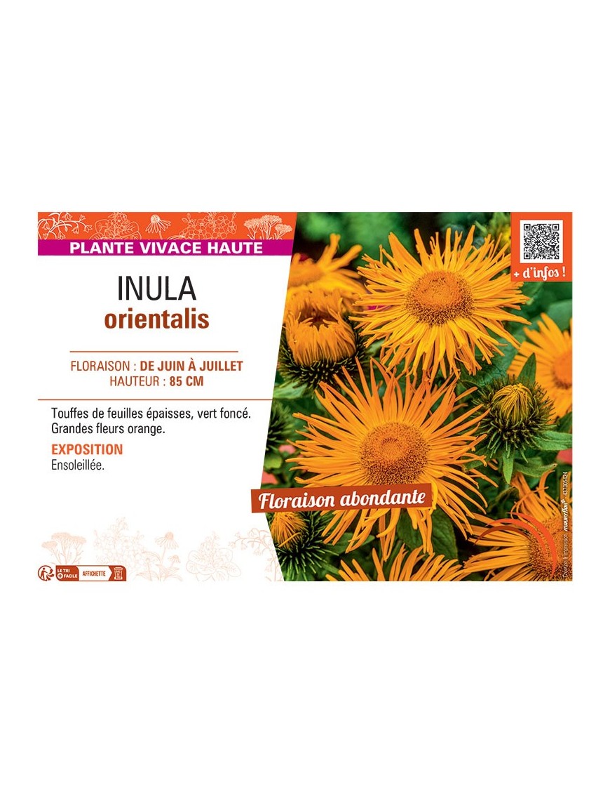 INULA ORIENTALIS