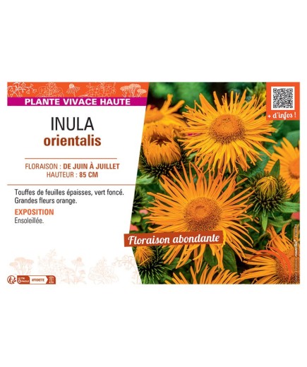 INULA ORIENTALIS