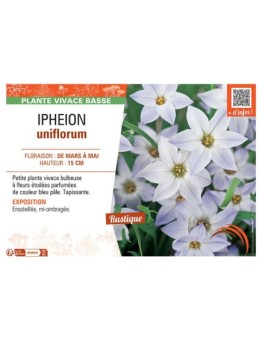 IPHEION UNIFLORUM
