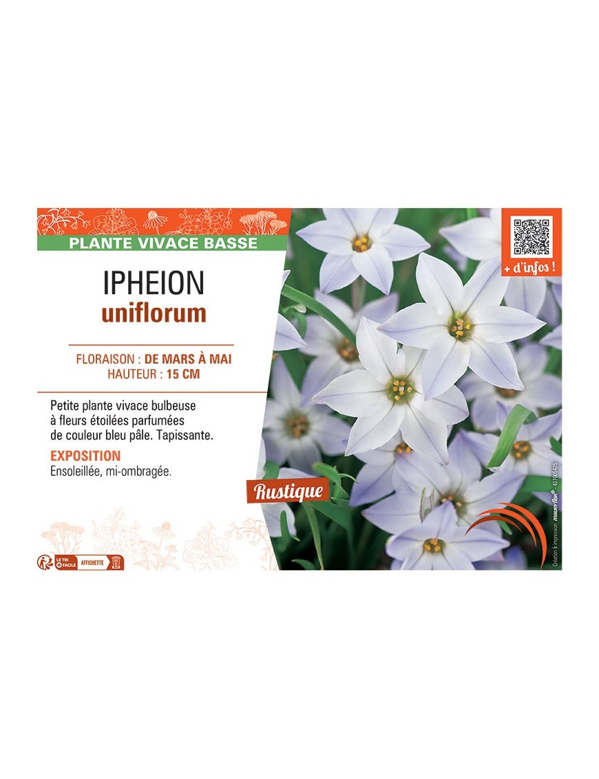 IPHEION UNIFLORUM