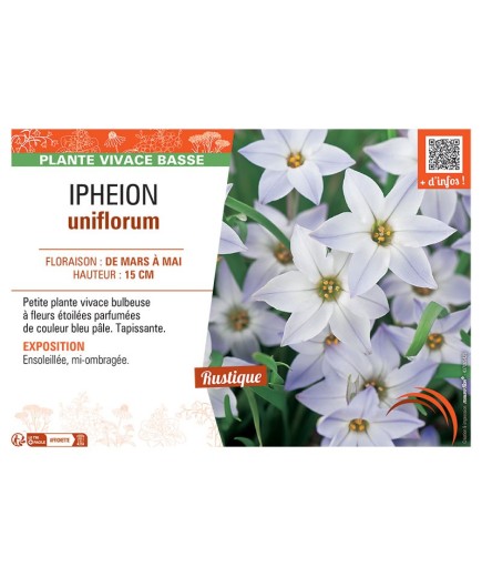 IPHEION UNIFLORUM