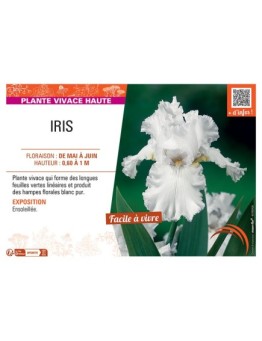 IRIS (blanc)